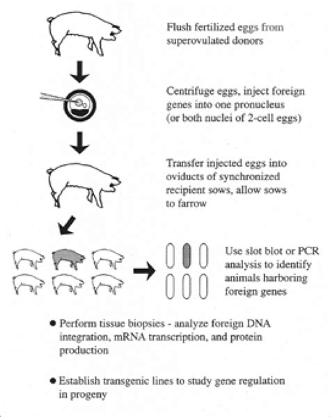 generation of cloned transgenic pigs rich in omega-3 fatty acids|cloned transgenic pig genes.